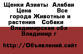Щенки Азиаты (Алабаи) › Цена ­ 20 000 - Все города Животные и растения » Собаки   . Владимирская обл.,Владимир г.